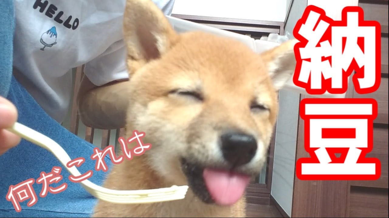 【豆柴】納豆が美味しくて笑顔になる柴犬の子犬【食べ方・ASMR・食事】 YouTube