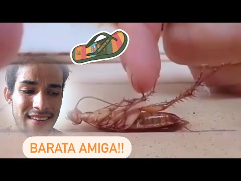 Fazendo carinho na BARATA!!! Tente não rir!!
