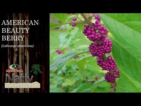 American Beauty Berry (Callicarpa americana)