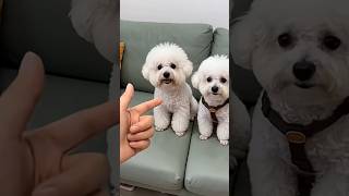 #papaanewton #pets #lifeisbutadream #comedydance #cute #trending #ihavethisthingwithplants #puppy