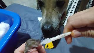 Growing baby rat, dog is babysitting... 🐶🐀 by Sabai Dog 350 views 3 years ago 2 minutes, 33 seconds
