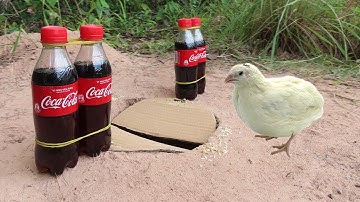 Amazing ! Boy Made Deep Hole Quail Trap Using 4 Coca-Cola Bottle And Paper