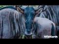 Sights and Sounds of Africam - 20 May 2024