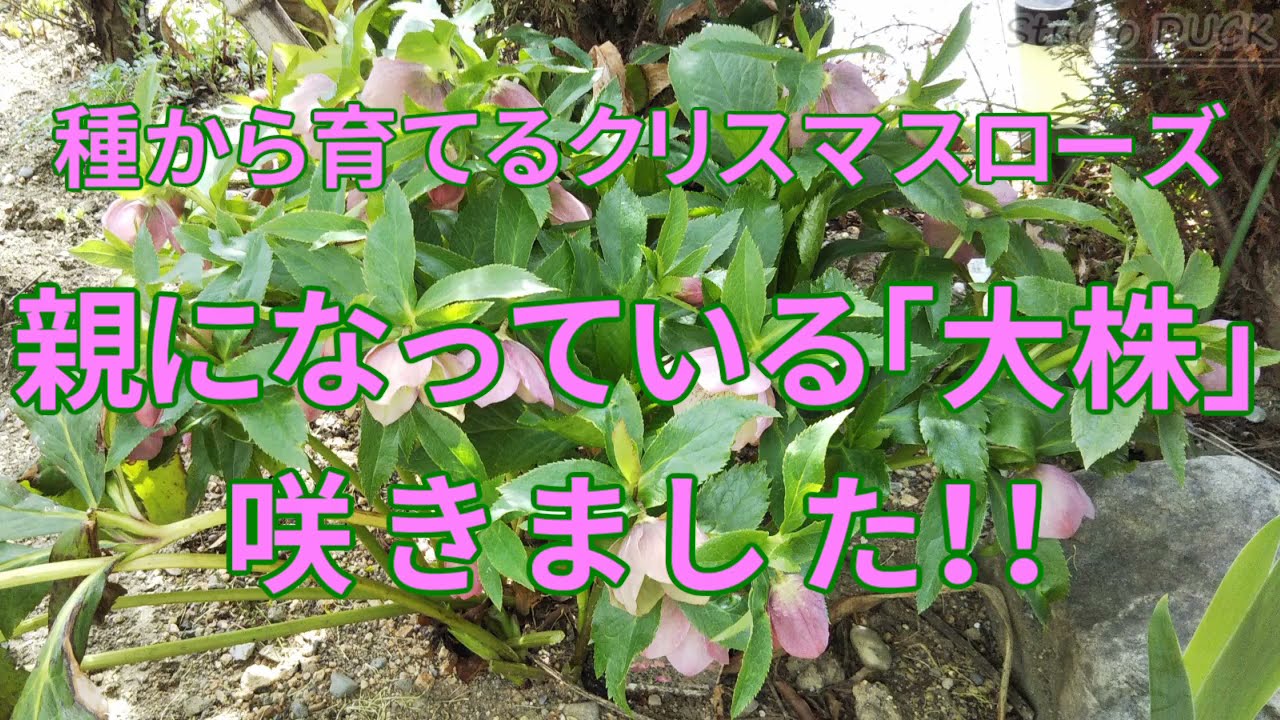 種から育てるクリスマスローズ 3年目の苗がひとつ咲きました Youtube 種から育てるクリスマスローズ 3年目の苗がひとつ咲きました Youtube