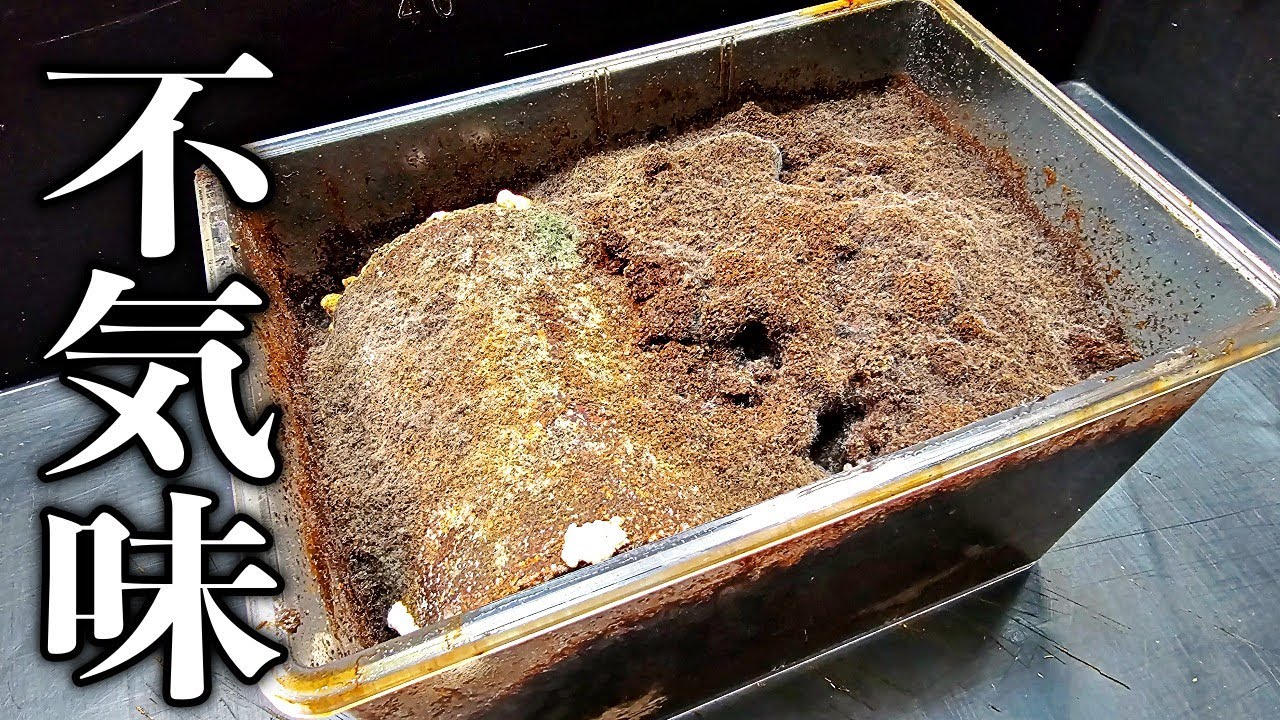 飼育が確立されていない大型のコクワガタの産卵セットが菌に侵略さてたので暴いてみたら…