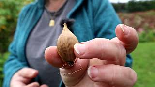Planting Dutch Iris for flowers in the May/June gap | Tips from Rachel at Gardening at Douentza