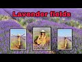 Lavender Fields Tour