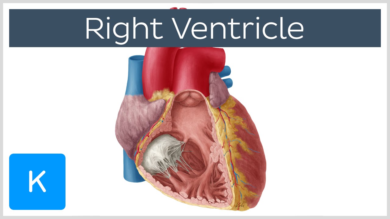 Right Ventricle - Function, Definition and Anatomy - Human Anatomy