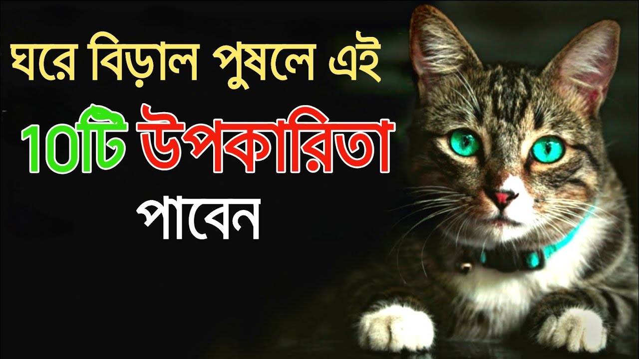 ঘরে বিড়াল পুষলে এই 10 টি বিশেষ উপকারীতা পাবেন | Cats In Islam | alimimessage