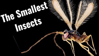The Biology of Fairyflies