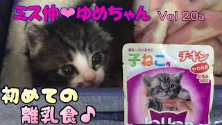 【子猫 成長記録 20a】初めての離乳食♩上手に食べれるかな？【cute kitten 20a】