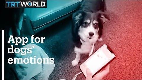 Korean app helps detect dog emotions