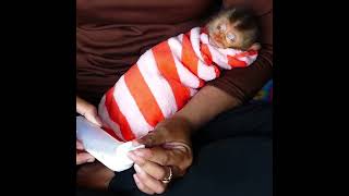 Tired !! Baby monkey TORO Sleeping in Mom's Arm, Mom Prepares Bottle milk For Him