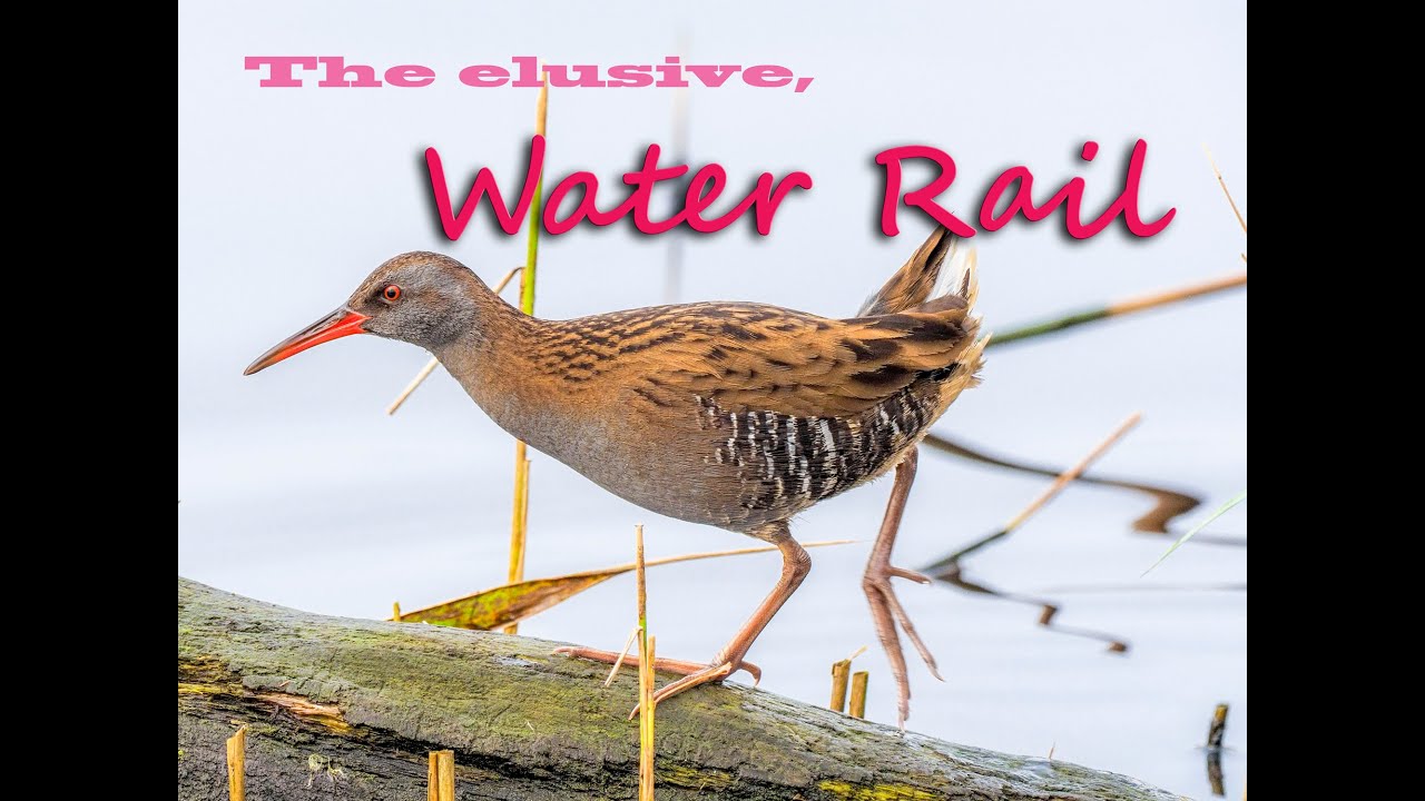Water Rail
