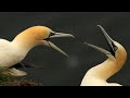 RSPB Bempton: Seabird Dramas Unfold on Cliffs | Yorkshire, England | Wild Travel | Robert E Fuller