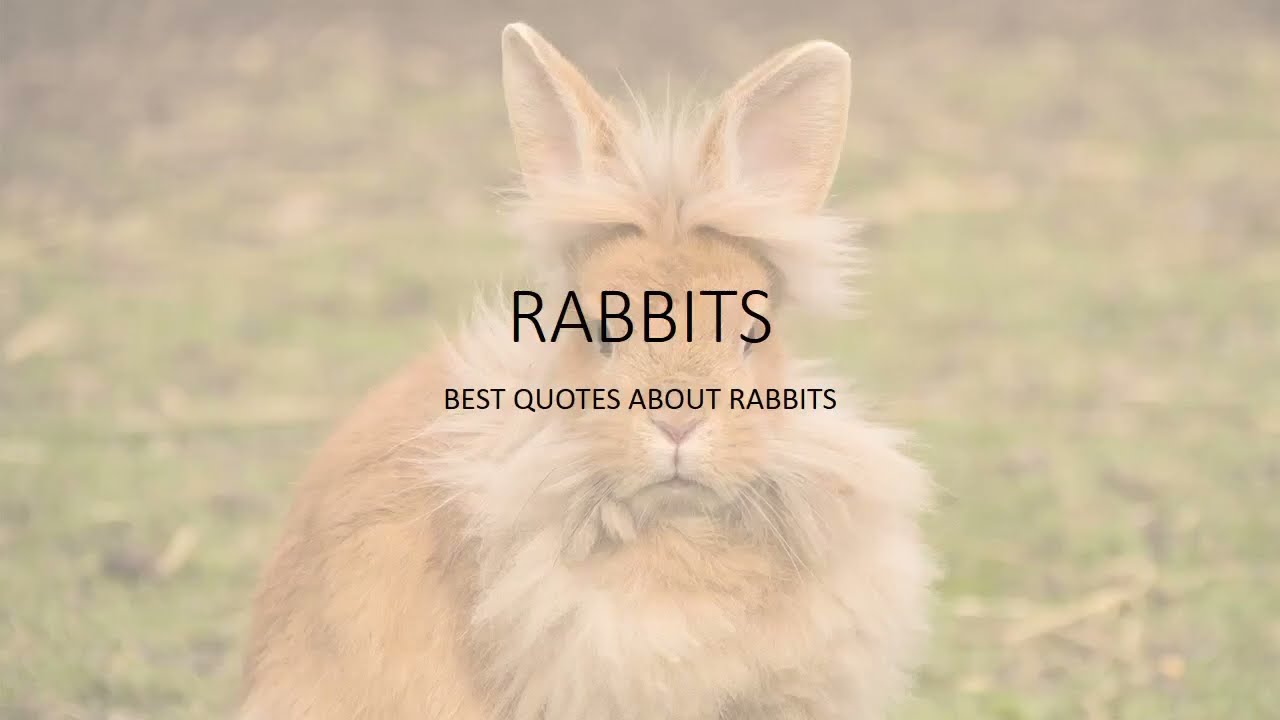 BEST QUOTES ABOUT RABBIT