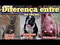 diferença entre as raças Pit Bull , Pit Monster e American Bully