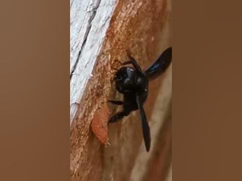 Что это? Такие штуки появились в парке рядом с моим домом. - YouTube