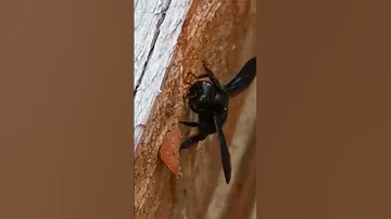 Что это? Такие штуки появились в парке рядом с моим домом.