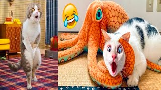 Funny Animals video | Funny Cats and Dogs compilation #cute#funny#cat#animals