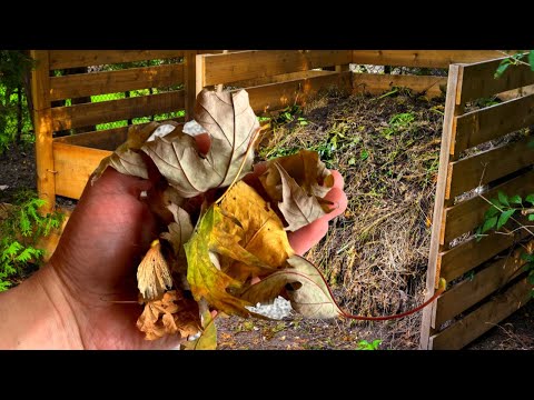 МОЖНО ЛИ КЛАСТЬ ЛИСТЬЯ ОРЕХОВ В КОМПОСТ? А ИСПОЛЬЗОВАТЬ КАК МУЛЬЧУ?