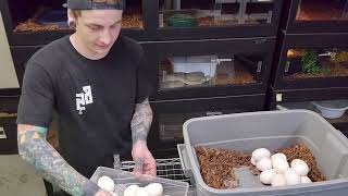 Celebrity Australian Olive Python laid eggs! Net Worth