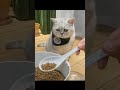 Funny Cat Videos - Gluttonous Cats | Cat And Video #Shorts
