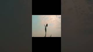 VILLAGE NATURE 🍃 #nature#pixel #pixelphotography #cinematic