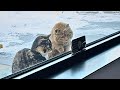 【保護猫】野良猫の夫婦が我が家に来て数日後→少しずつ家族の一員となり、やがて出産を迎える…【感動する話】