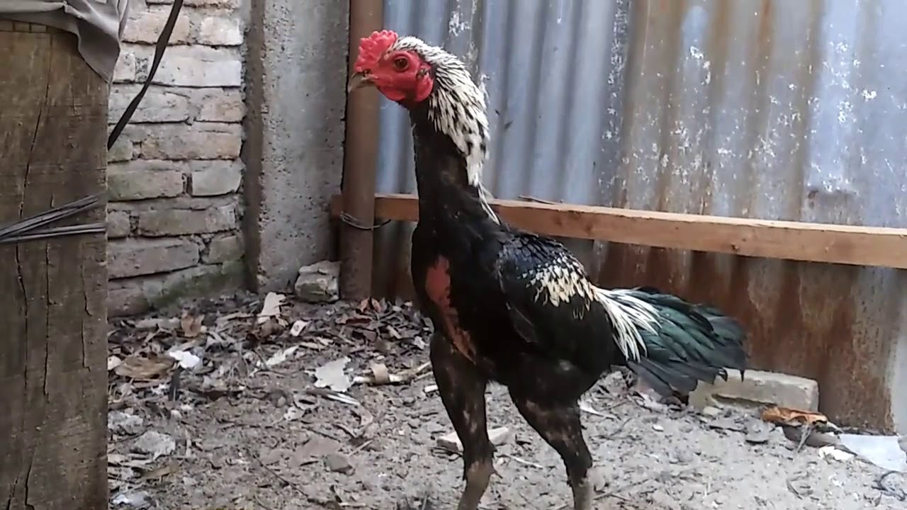  Ayam Birma  Bangkok Wido Jalak YouTube