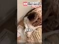 病気から回復したわんちゃん