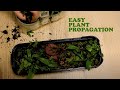 Turning A Seed Starter Box Into A Tropical Greenhouse | DIY Plant Propagation