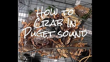 How to Crab Puget Sound 2022