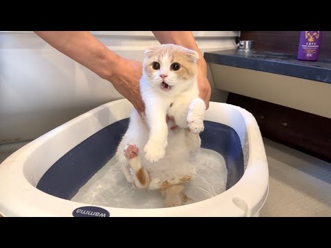 お風呂大好きな猫を半年ぶりに洗おうとしたらまさかのこうなっちゃいました…