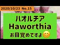 【多肉植物】ハオルチア Haworthia. 休眠からお目覚めですよ❣️  土、水のあげ方、置き場所　難しいですね〜