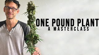 11 Years Experience In One Masterclass Grow A 1 LB Plant Indoor Hydro. No Matter Your Experience.
