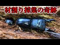 冬眠中のヒラタクワガタを掘り出してしまいました。