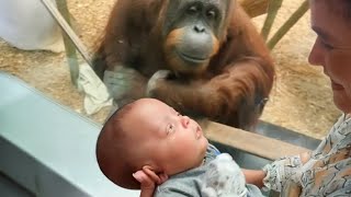 The Orangutan asks to look at the baby ❤ Funniest Animal Videos