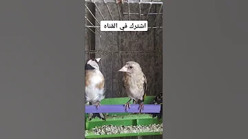 بتبته حسون غصب عنو سيغرد الحسون معها بتبته حسون بتبته أنثى الحسون بتبتة طائر الحسون حسون حسون 