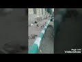 رزق القطط كل يوم بيجي لحد عندهاا 