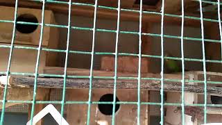 Download lagu Burung parkit sistem koloni..