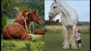 Need something fun? Watch these funny and cute Horse Videos - Funniest Horses #5