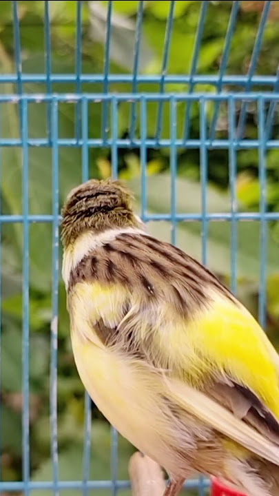 Canary Singing Training For First Time Young Canary | Best Canary Singing For Training #birdsinging