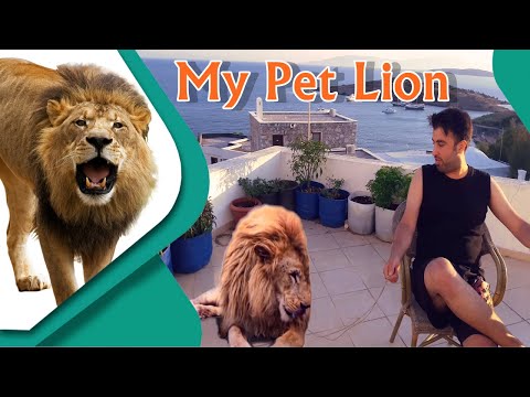 Aslan İle Terasta Çay Keyfi 2020 (Türkiye Bodrum) HD Lion Prank Video Montaj (Deneysel Çekim)