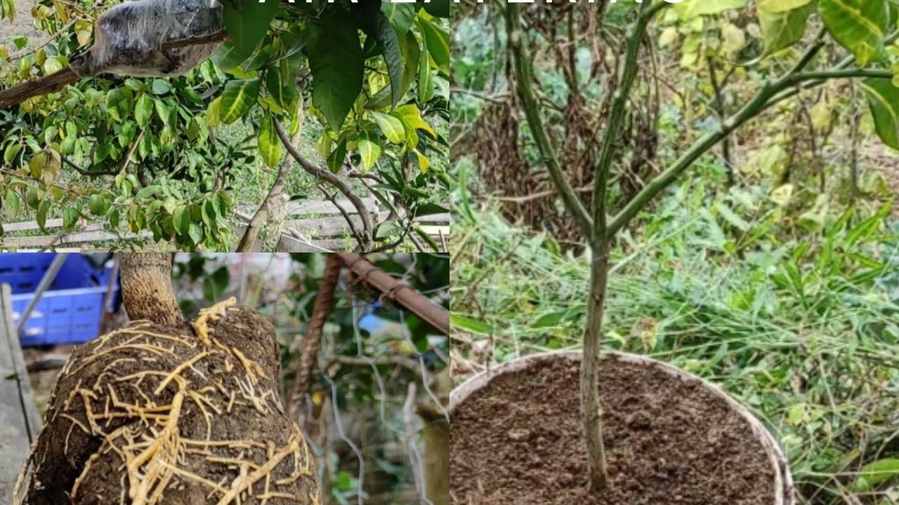Dalında köklendirme uygulama ve sonuç. Greyfurt.  Air layering at greyfurt. ağaç kopyalama metodu.