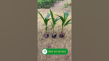 Giống cây dừa dễ trồng và năng suất cao| Tiên Garden | 0343434651