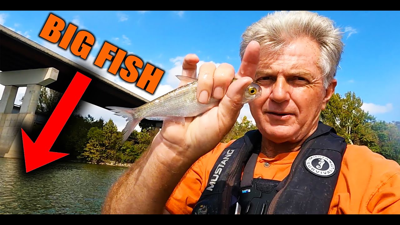 BIG FISH on BIG BAIT ! ! ! (Tennessee River Fishing)