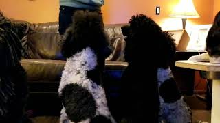 100 days of dog training: Day 1. Group sit and attention by Spirit Poodles and Silken Windhounds 77 views 4 years ago 1 minute, 7 seconds
