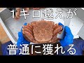 市場では珍しい巨大毛ガニが大漁