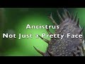 Ancistrus - Not Just a Pretty Face